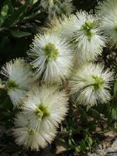 Wilderness White Bottlebrush 1500 Seeds Callistemon Native Flowering Shrub