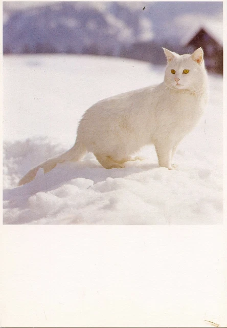 Cpsm / Carte Postale / Chat / Cat / Illustrateur // Paul Huf
