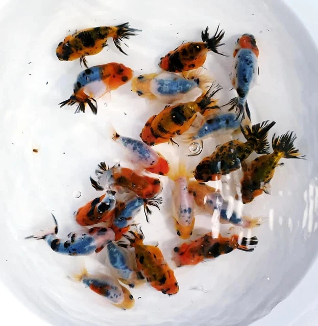 1 Calico Ranchu Goldfish (2-3") Live Fish for fish tank, koi pond 2