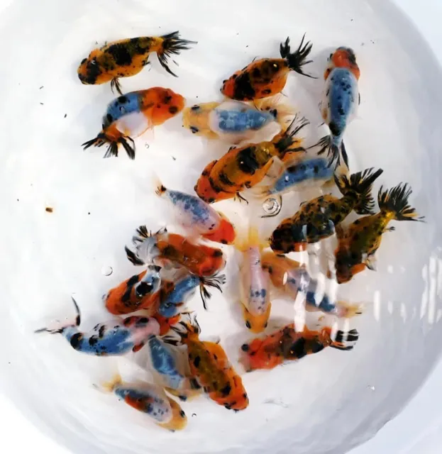 1 Calico Ranchu Goldfish (2.5-3") Live Fish for fish tank, koi pond 2
