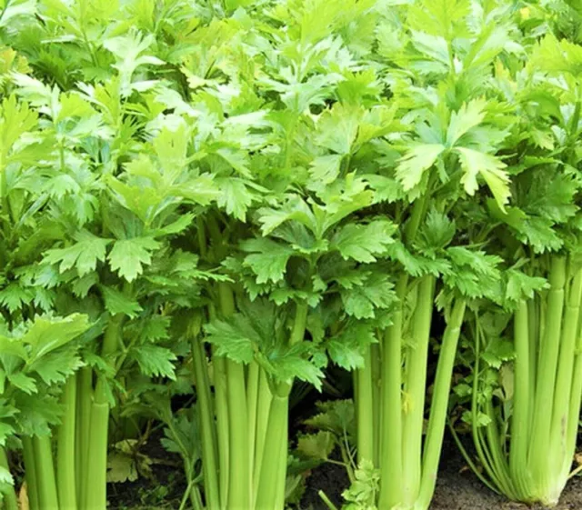 Tall Utah 52-70 Celery Seeds, NON-GMO, ORGANIC, HEIRLOOM - Free Shipping!
