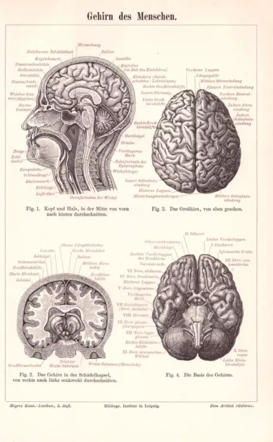 Gehirn des Menschen Neurologie  Anatomie Großhirn Holzstich um 1900