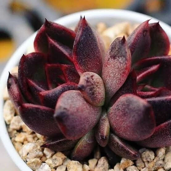 Succulent Plants | 5 Echeveria Succulents | Rooted In Planter Pots With Soil | Real - Foto 9