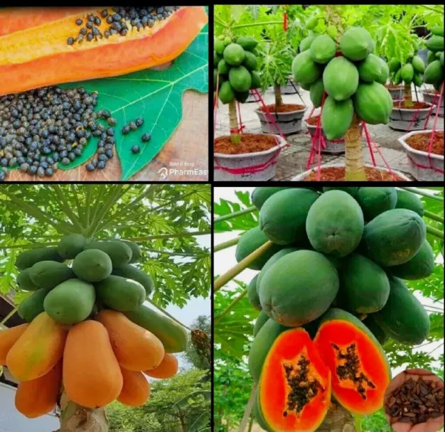Red Papaya Seeds Dwarf Papaya Fruit Plants Outdoor Sweet Delicious 150 Pcs