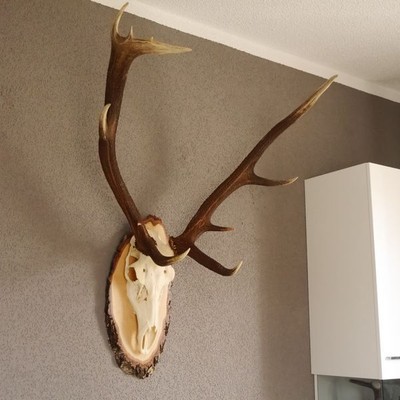 Antler 10 Ender Red Deer Antler Cervi Su Betulla Disco Albero Baumschild H 103 CM Deco 