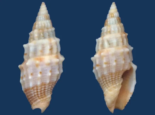 Shell Vexillum coronatum Seashell
