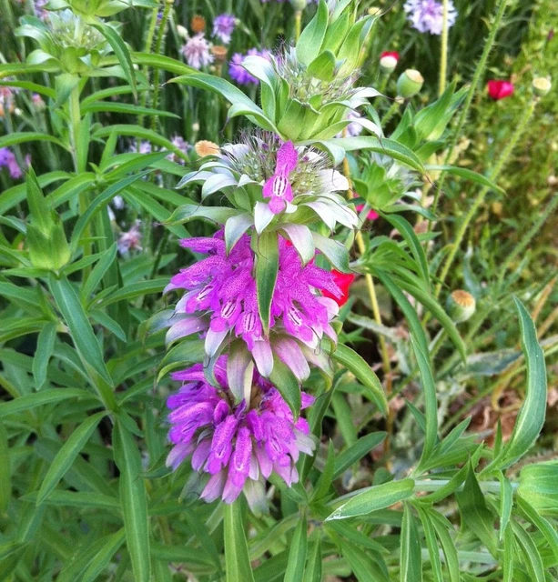 Lemon Mint Seeds, Monarda citriodora, Lemon Horsemint, NON-GMO, FREE SHIPPING