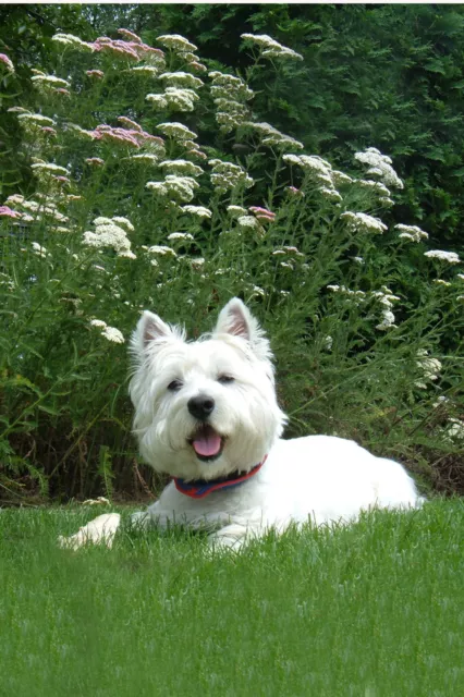 Westie Happy, Happy Garden Flag Free Ship Usa