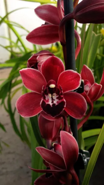 Cymbidium Orchid - Cherry Cola 'Geyserland ' - With 2 Flower Spikes