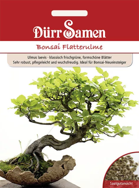 Bonsai Flatterulme ideal für Bonsai-Neueinsteiger Saatgut von Dürr-Samen