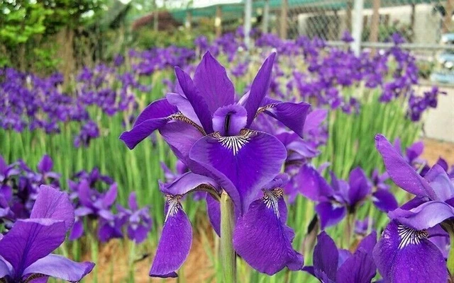 30 CAESARS BROTHER SIBERIAN IRIS SEEDS - Iris siberica