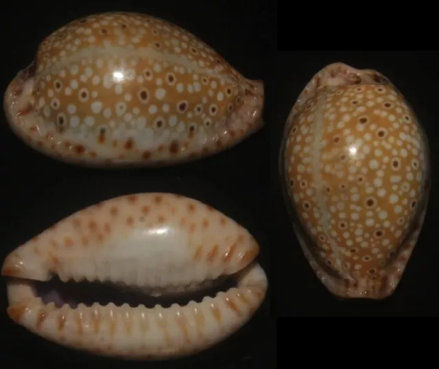 Tonyshells Seashells Cypraea lamarckii f. redimita SUPERB LAMARCK'S COWRIE 21.5m