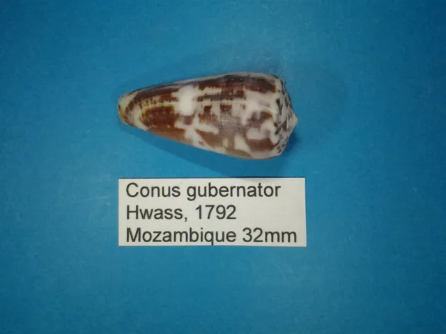 Conus gubernator coquillage