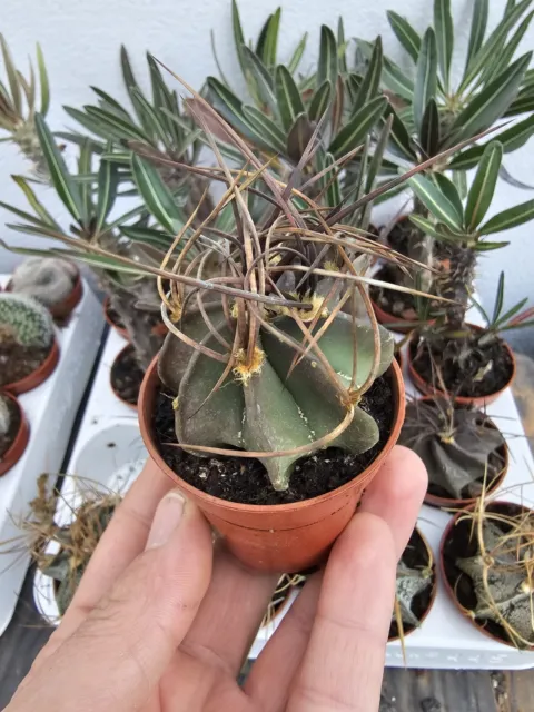 ASTROPHYTUM CAPRICORNIO NUDUM 5,5 cm pot  Rare Collectors Cactus Plant