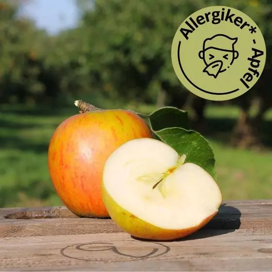 Holsteiner Cox Äpfel aus dem Alten Land, Klasse I, 2,2 - 8 kg, NEUE ERNTE 2023!