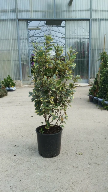 PIANTA DI ELEAGNUS EBBINGEI AUREA IN VASO 24 Altezza 80 100 Cm foto pianta-di-eleagnus-ebbingei-aurea-in-vaso-24-altezza-80-100-cm-foto