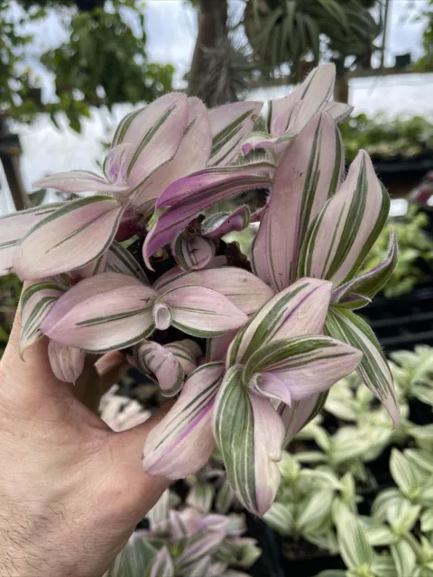 Tradescantia Bossfeldiana ‘Pink Furry’! Hard To Find Variegated Plant!