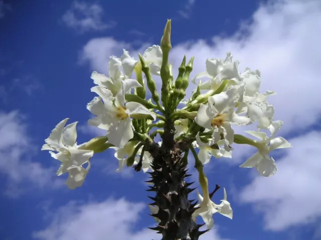 RARE 5 graines de PACHYPODIUM RUTENBERGIANUM VAR. RUTENVERGIANUM E03 SEEDS SAMEN