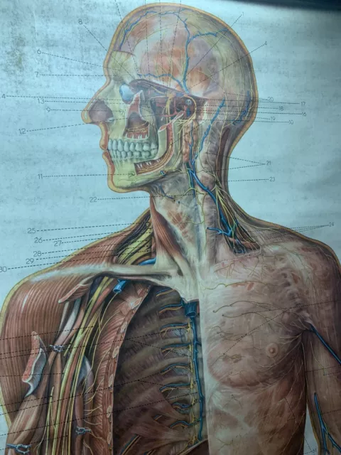 ROLLBILDER Wandbild Schautafel  Modell Menschlicher Körper  Lehrtafel Modell Alt