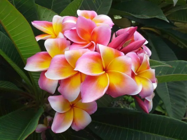 Plumeria – Pianta Di Frangipani, 5 Semi Misti Selezionati