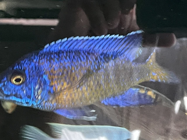 african cichlid live fish