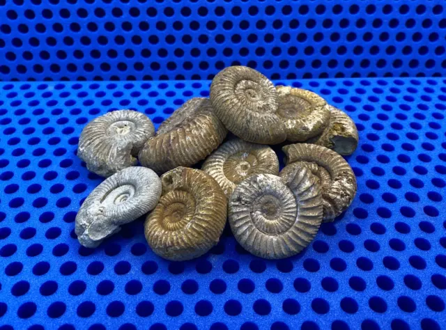 Ammonit aus Frankreich - Sehr schöne Form und schönes Muster