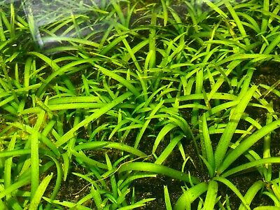 *BUY 2 GET 1 FREE* Dwarf Sagittaria Subulata Dwarf Sag Live Aquarium Plants ✅
