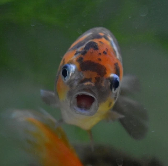 Live Calico Ranchu Fancy Goldfish (5" Freshwater Aquarium Fish) *PLS READ DESCR*