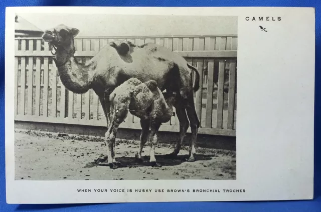 c 1910 Browns BRONCHIAL TROCHES Medicine DRUG Camel Advertising Postcard Antique