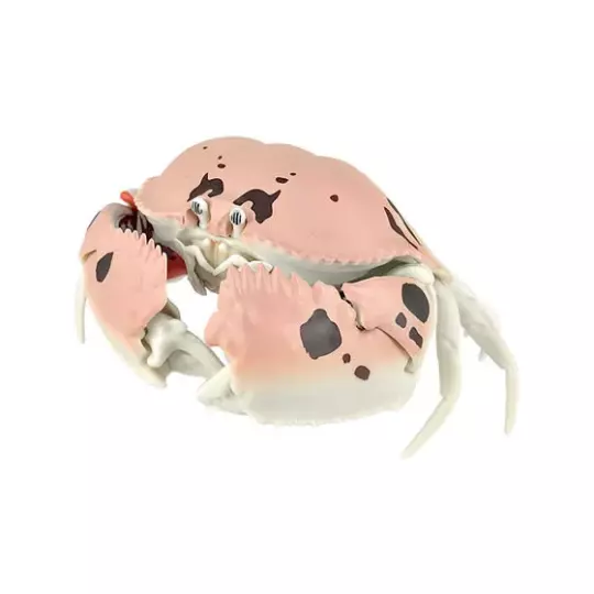 Japan Spectacled box crab PVC Action Figure model with joints