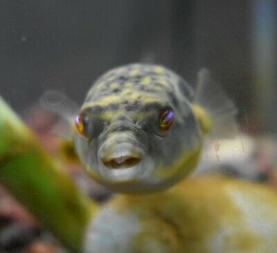 Live Fahaka Puffer *Rare 1" Baby Freshwater Aquarium Fish* (PLS READ DESCR)