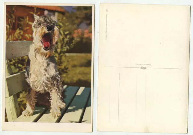 01695 - Yawning Dog - Old Postcard