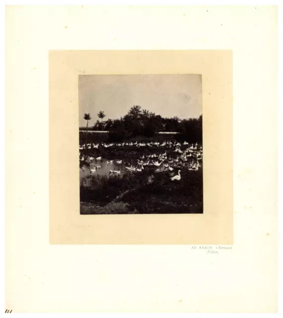France, Lake with Ducks, Art Study, Photo. AD. Brown Vintage Print, T