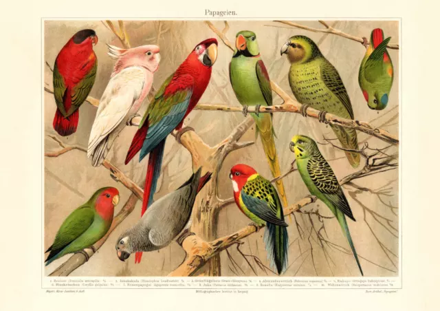 Papageien historischer Druck Chromolithographie ca. 1906 Bildtafel Ornithologie