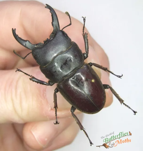 Dorcus eurycephalus Jaw beetle SET x1 A1- Entomology insect specimen NICE