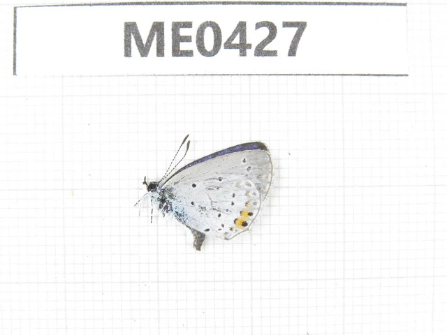 Butterfly. Everes argiades. Jilin, Baishan, Fusong county. 1M. ME0427.