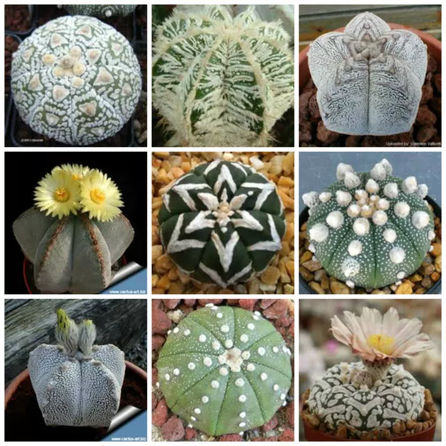 10 graines de Astrophytum mèlanges,plantes grasses, cactus seeds mix , F