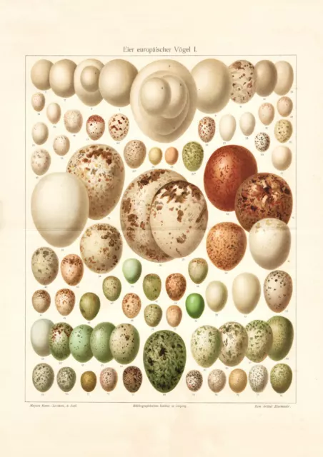 Eier europäischer Vögel I. historischer Druck Chromolithographie ca. 1903 Fauna