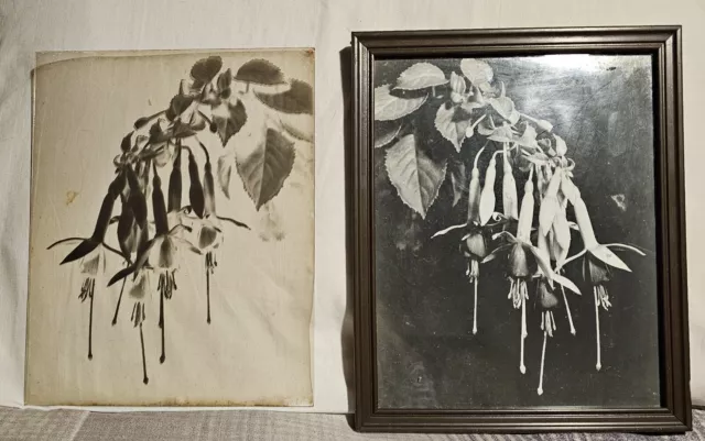 Glass Plate Negative  And Black And White Pictiure Fuchsia Flowers 8 X 10