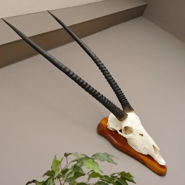 Orix ( Gazella) Antílope Gacela Gemsbok África Trofeo de Calavera Hl 86 CM En