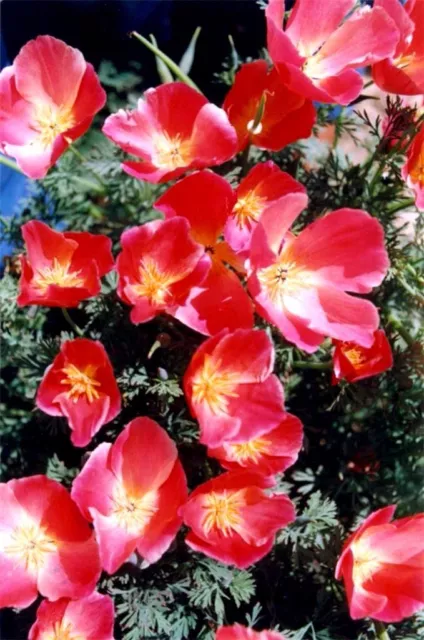 California Poppy "Carmine King" x 100 seeds. Coastal and drought tolerant flower