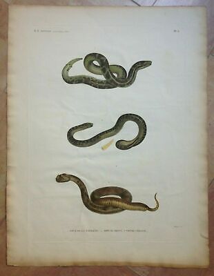 Vipers 1809-1829 Reptils Very Large Plate Description De L'egypte