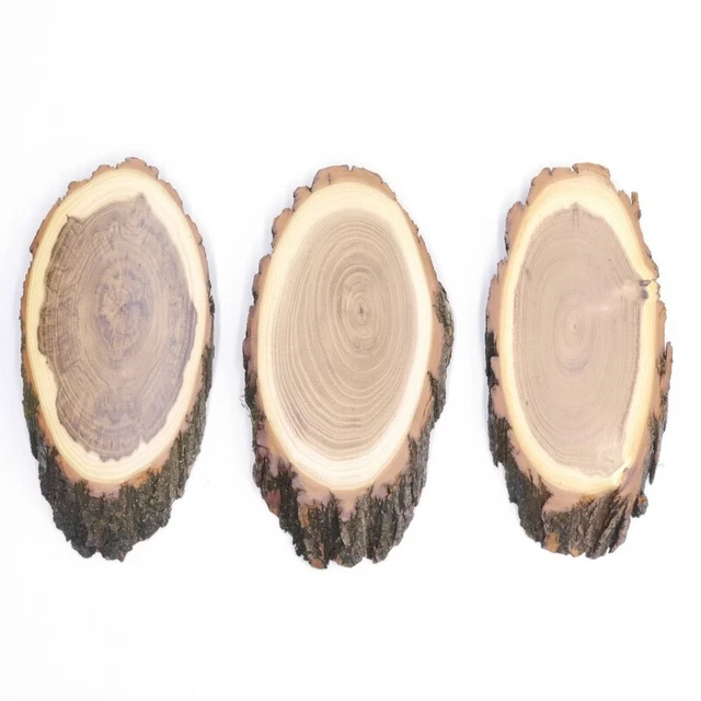 3 Pieza Escudo de Trofeo Acacia Af 16 CM Muy Pequeño Corzo Cornamenta Baumschild