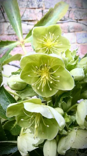 Corsican Hellebore Winter Flowering Gem Green Flowers Bee Plant 20 Fresh Seeds