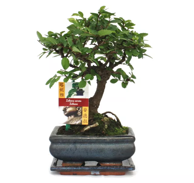 Exotenherz -Bonsai Chinesische Ulme - Ulmus parviflora - ca. 6 Jahre - Kugelform