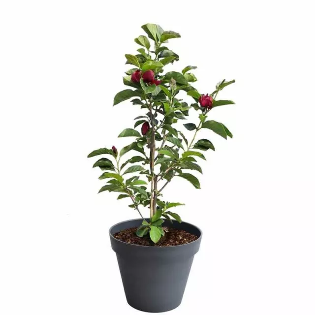 Magnolia 'Genie' à fleurs pourpres - Plant compact 2