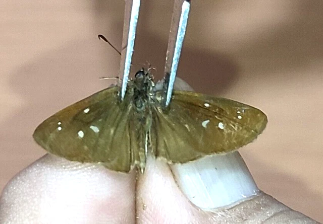 LEPIDOPTERA Hesperiidae specie     N°A283    FROM PERU
