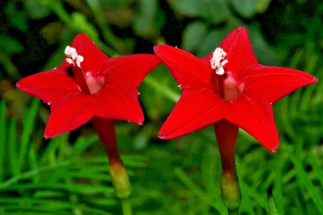 10 X Cardinal Vine Seeds,Cardinal Climber Garden Vine Patio Verandah Pot Feature