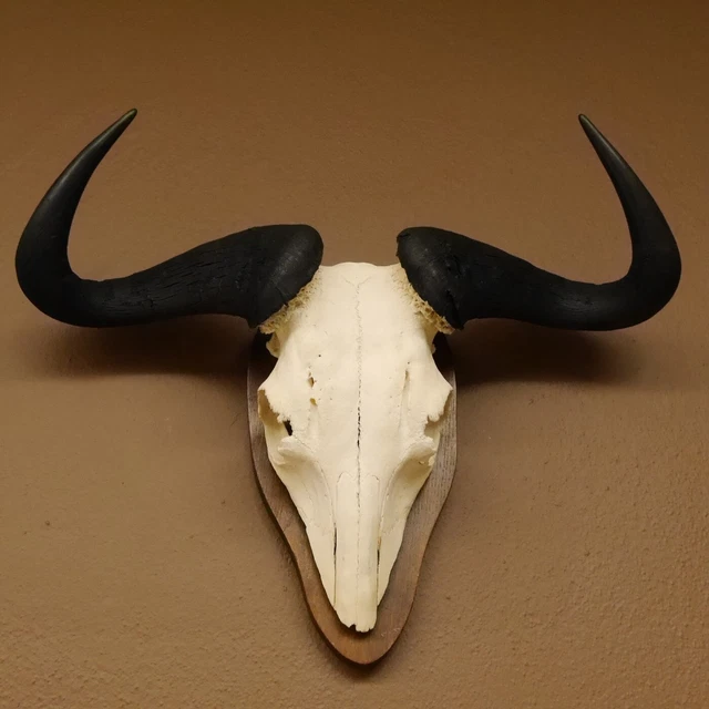 Gnu Ñu Azul Trofeo de Calavera Ancho 61cm África Cráneo Trofeo Placa 88.9.39