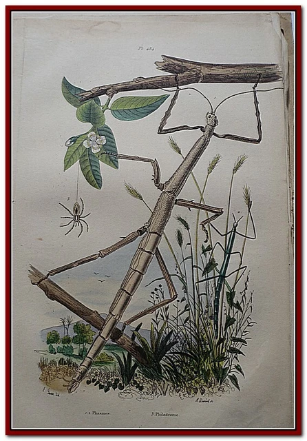 [GRAVURE] INSECTE PHASMES LONGUEUR MAXIMUM ARAIGNEE PHILODROME 19è